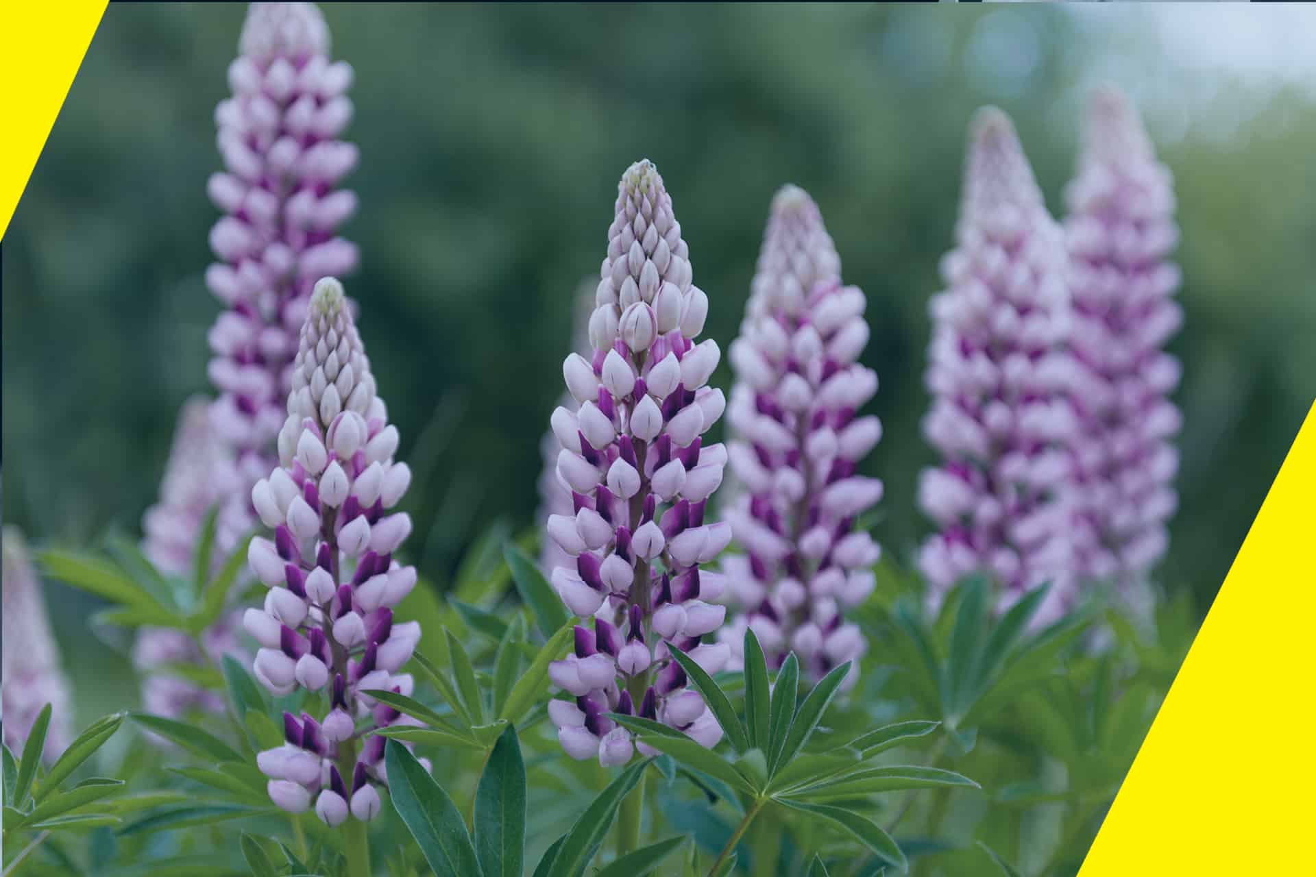 protect perennials